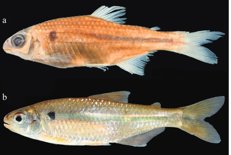 Fig. 2. Bryconamericus lethostigmus.  a.   holotype,  48.68  mm  SL  (UMMZ  143272);  b