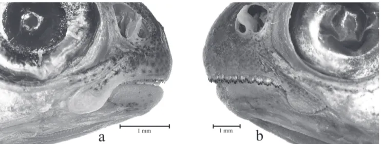 Fig. 3. Bryconamericus lethostigmus. a. detail of the mouth of a small specimen, with teeth covered by the lips (UFRGS  16083, 24.5 mm SL); b