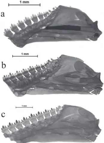 Fig. 6. Ontogenetic changes in the number and size of the  teeth of lower jaw and shape of dentary of Bryconamericus  lethostigmus