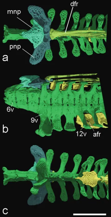 Fig. 8.  HRXCT  model  of  left  pectoral  skeleton  of  Hoplomyzon cardosoi, MCNG 375, holotype, 18.5 mm  SL