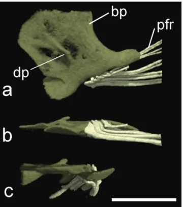 Fig. 10.   HRXCT  model  of  pelvic  girdle  of  Hoplomyzon  cardosoi, MCNG 375, holotype, 18.5 mm SL