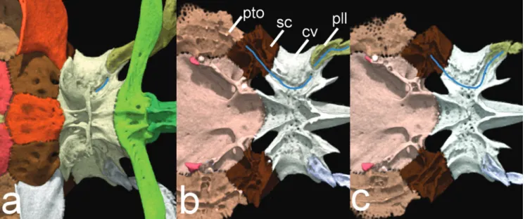 Fig. 11.  Sequential cut of complex vertebrae of Weberian apparatus and elements associated with posterior lateral line in  ventral view of Hoplomyzon cardosoi, MCNG 375, holotype, 18.5 mm SL