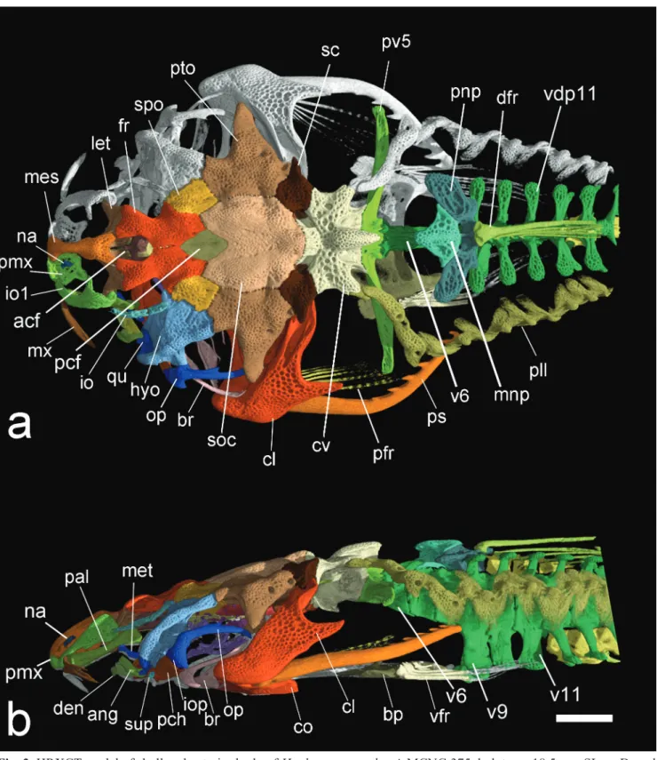 Fig. 3.  HRXCT model of skull and anterior body of Hoplomyzon cardosoi, MCNG 375, holotype, 18.5 mm SL