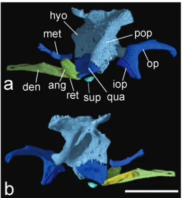 Fig. 5.  HRXCT model of left side suspensorium and lower  jaw of Hoplomyzon cardosoi, MCNG 375, holotype, 18.5  mm SL