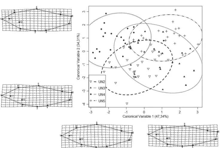 Fig. 5.  Axes  of  morphological  variation  for  population  data  set.  Ellipses  indicate  the  95%  confidence  interval  for  each  population