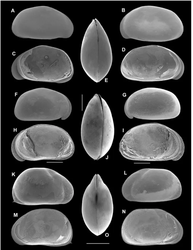 Figure 2. (A) ♀  Chlamydotheca arcuata , RV/EV. (B) ♀  C. arcuata , LV/EV. (C) ♀  C. arcuata , RV/IV