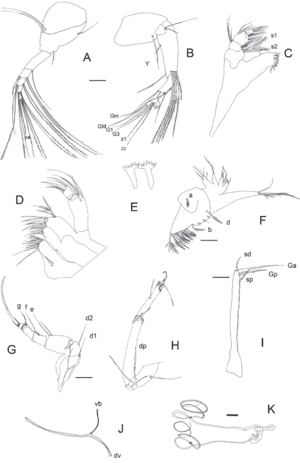 Figure 3. Chlamydotheca arcuata. (A) ♀ An1. (B) ♀ An2. (C) ♀ Md. (D) ♀ Mx. (E) ♀ Rlo. (F) ♀ T1