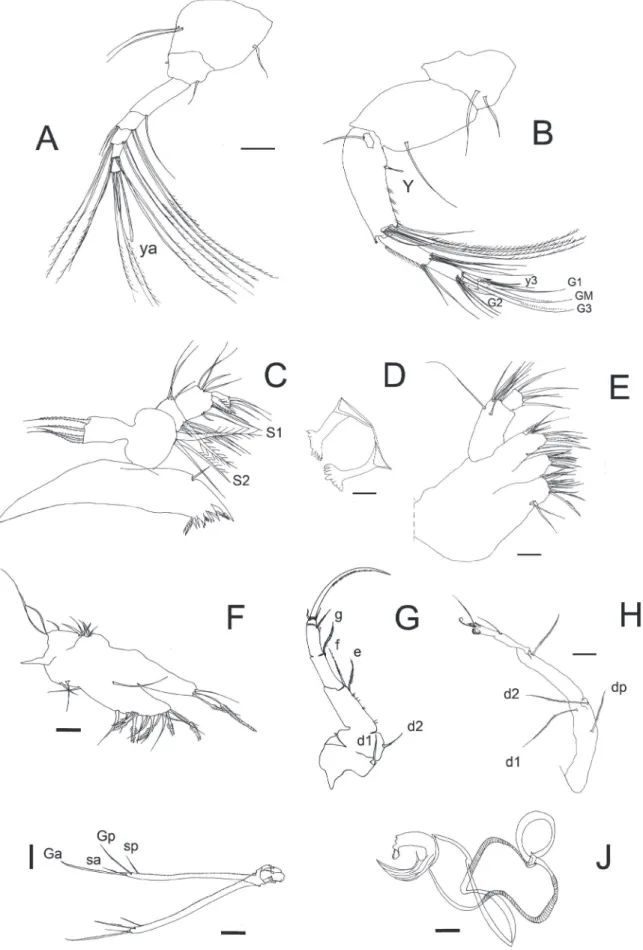 Figure 4. Chlamydotheca iheringi. (A) ♀ An1. (B) ♀ An2. (C) ♀ Md. (D) ♀ Rlo. (E) ♀ Mx