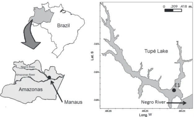 Figure 1. Location of the study area, highlighting the Amazonas State, and the “Tupé” Lake, with the position of the sampling  station.