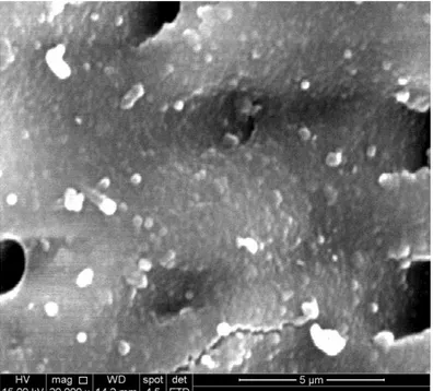 Figura 10.  MEV discos de dentina após 7 dias de tratamento com gel com VB