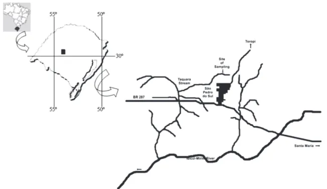 Figure 2. Aegla manuinflata. Aeglid with transmitter attached on  its cephalothorax.