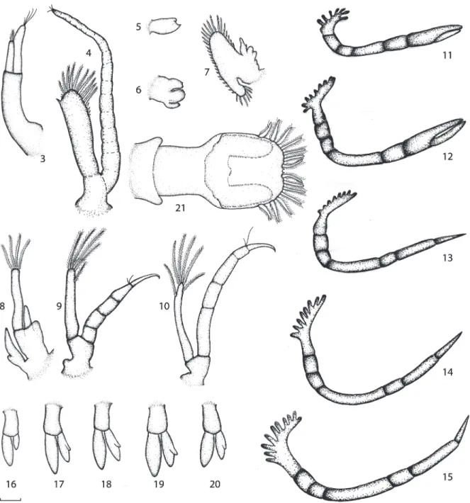 Figure 2.  Macrobrachium brasiliense. Larva I. 3, Antennula; 4, Antenna; 5, Mandibule; 6, Maxillula; 7, Maxilla; 8-10, Maxilliped 1-3; 11-15,  Pereiopods 1-5; 16-20, Pleopods 1-5; 21, Telson