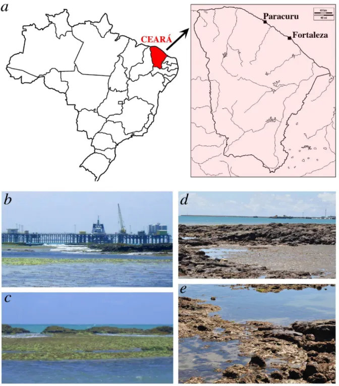 Figure 1. Collection sites of Athanas dimorphus in Ceará, Brazil: a – geographical location of Paracuru relative to Fortaleza; b – Paracuru, oil terminal  jetty; c – Paracuru, Pedra Racharda beach, exposed rocky area abundantly covered with algae; d – Fort
