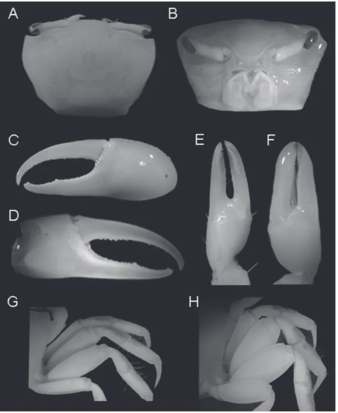 Figure 6. Uca (Minuca) burgersi (USNM 121099):  (A) dorsal view of carapace; (B) frontal view of carapace; (C) outer  face of major cheliped; (D) inner face of major cheliped; (E) outer face of minor cheliped; (F), inner face of minor  cheliped; (G), gener