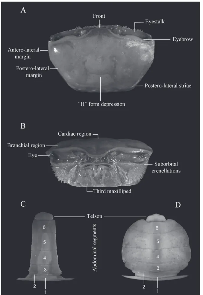 Figure 1. Morphological characters of carapace of genus  Uca .