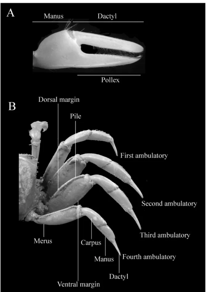Figure 2. Morphological characters of genus Uca: (A) minor cheliped; (B) ambulatory legs.