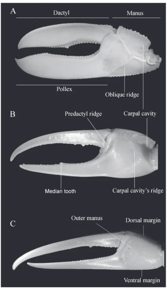 Figure 3. Morphological characters of major cheliped of genus Uca: (A) subgenus Uca; (B) subgenus Minuca; (C)  subgenus Leptuca.