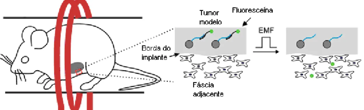 Figura 1.15: Representação de liberação de moléculas ativas mediante aplicação de campo  magnético de radiofreqüência