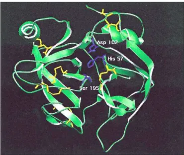 Figura 1. Sítio ativo de uma serinoprotease, demonstrando a tríade catalítica Ser 195 ,  His 57 , Asp 102  em azul e as pontes dissulfeto em amarelo (3)