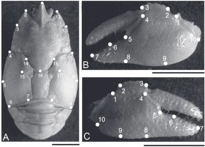 Figure 1. Aegla marginata. (A) Position of the morphological landmarks on the carapace; (B) left cheliped propodus; 