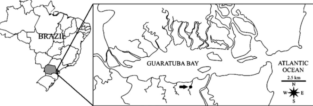 Figure 1. Map of Guaratuba Bay, Paraná State, Brazil. The black arrow indicates the study area in the Garças River mangrove.