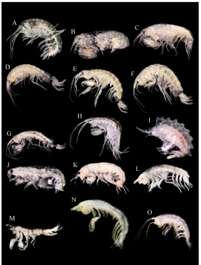 Figure 2. Amphipod crustaceans (males, except where is indicated) collected in Alacranes Reef with a geographical range extension