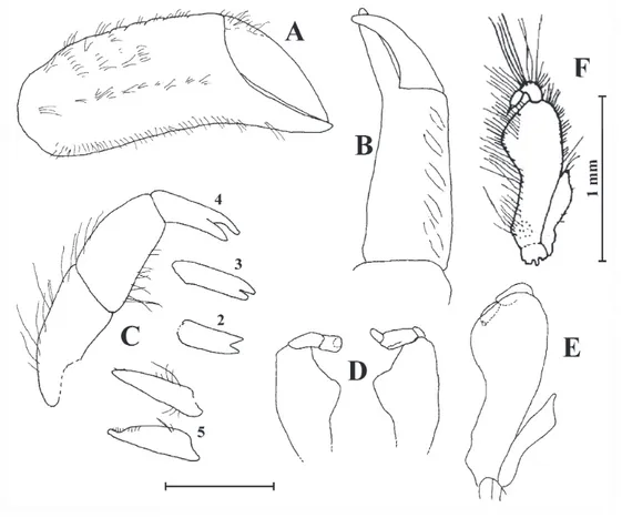 Figure 4. Clypeasterophilus stebbing (Rathbun, 1918). A-D, female specimen from Nicaragua (EMU-9799)