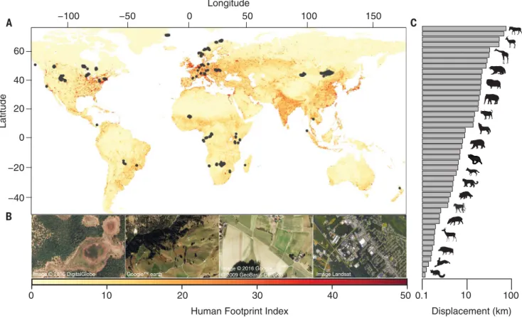 Fig. 1. Locations from the GPS tracking database and the Human Footprint Index. (A) GPS relocations of 803 individuals across 57 species plotted on the global map of the Human Footprint Index (HFI) spanning from 0 (low; yellow) to 50 (high; red)