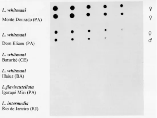 Fig. 2: Lutzomyia whitmani s.l. Hybridizations using the DNA probe W1, prepared from the sand flies from Dom Elizeu, State of Pará, react only with dot-blotted genomic DNA of sand flies from the same locality, and from Monte Dourado, another collection sit