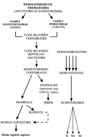 Fig. 1: schematic view of the history of the schistosomes and the switch of their host during the evolutional process (Sj = Schistosoma japonicum; Sm = S