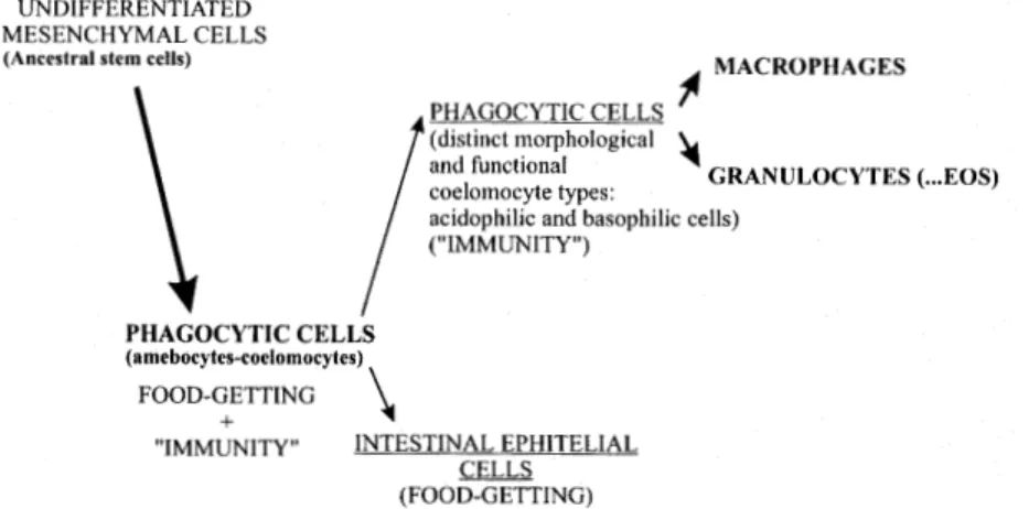 Fig. 4: evolutionary pressure led to the modification of ancestral cells. The phagocytic cell, represented by monocytes or tissue and organ macrophages of vertebrates, is probably the only blood cell that has persisted since the protozoan and as a unique u
