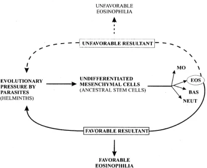 Fig. 5: it appears that evolutionary pressure by helminths on ancestral cells, stimulated the eosinophil differentiation, provoking a particular type of adaptative cellular (immune) response