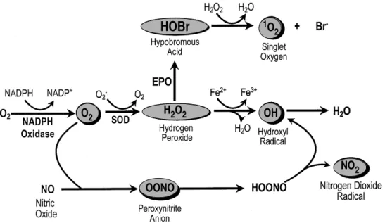 Fig. 2: structure of the NADPH oxidase. PPP: proline rich re- re-gions; SH3: src homology domain 3.