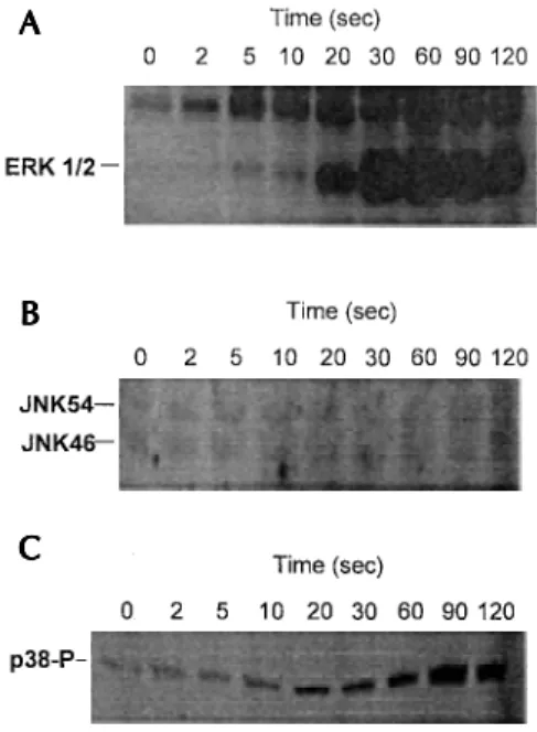 Fig. 4: LTB 4 -induced MAP kinase activation in guinea-pig eosi- eosi-nophils. Time dependent effect of LTB 4  stimulation (1 µ M) upon ERK1/2 (A) and JNK46/54 (B) activation and p38 MAP kinase phosphorylation (C) in guinea-pig eosinophils