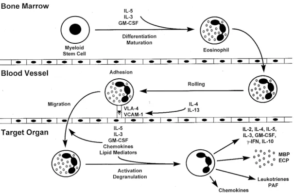 Fig. 1: a simplified view of eosinophil differentiation and maturation, in the bone marrow; rolling, adhesion and migration, in the blood vessel; and activation and degranulation, in the target organ