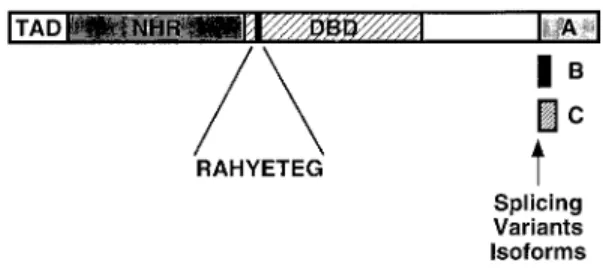 Fig. 2: schematic diagram of the primary structure of the NFAT1 protein, as deduced from analysis of cDNA clones