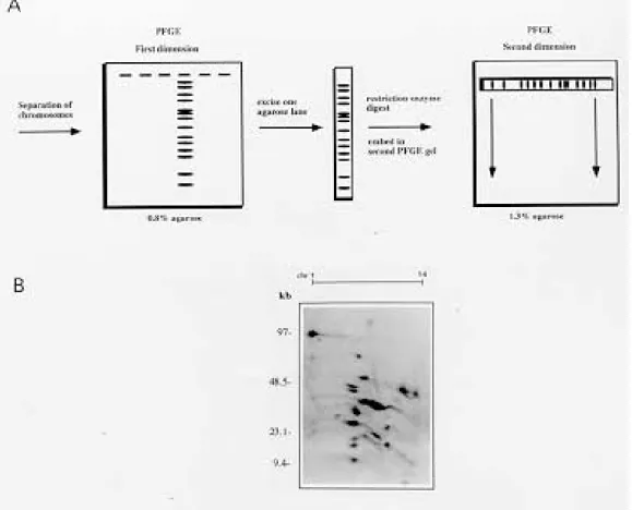 Fig. 2: two dimensional PFGE. A: schematic representation of 2D-PFGE  B: Southern-blot of 2D-PFGE analysis of Plasmodium falciparum chromosomes digested with EcoRI