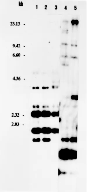 Fig. 1: Leishmania  identification. Genomic DNA from New World Leishmania was digested with the endonuclease Pst I, fractionated on 1% agarose gel, and transferred to a nylon  mem-brane