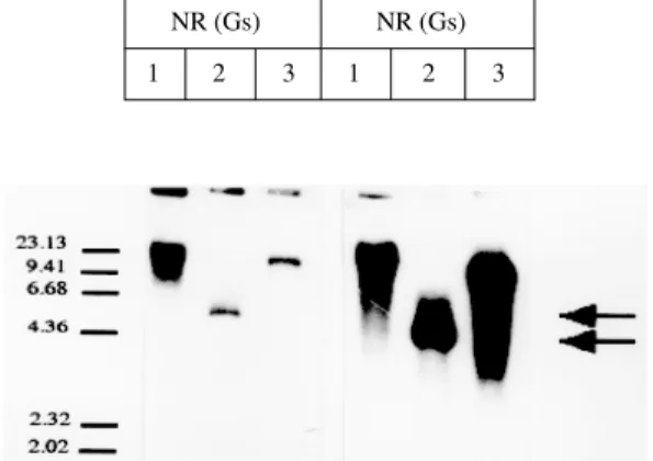 Fig. 4: southern blot analysis of pgpA sequences in Leishma- Leishma-nia. Genomic DNA from the Venezuelan Leishmania  (L.) NR strain (Gs) and (Gr) was digested independently with the  en-zymes Bam HI (1), Pst I (2) and Hind III (3), fractionated on a 1% ag