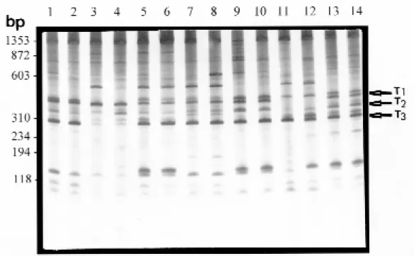Fig. 3 shows two individuals of B. occidentalis, collected from the different localities using the primer pair NS1 and ET1 and one nanogram  tem-plate DNA for each amplification
