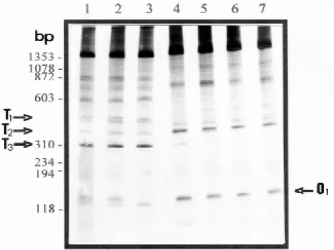 Fig. 4: comparison of LSP of profiles of Biomphalaria occidentalis and B. tenagophila obtained with the primer pair NS1-ET1 and 1 ng of DNA template