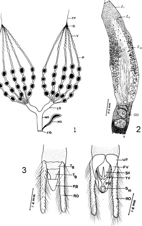 Fig.  I:  female reproductive system. TF: terminal filament. G: gennarium. V: vitellarium