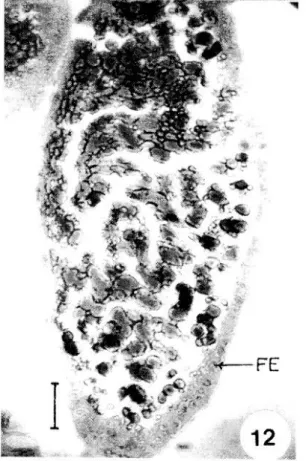 Fig. 12: stage VII oocyte. FE: follicular epithelium. Bar 60  pm.
