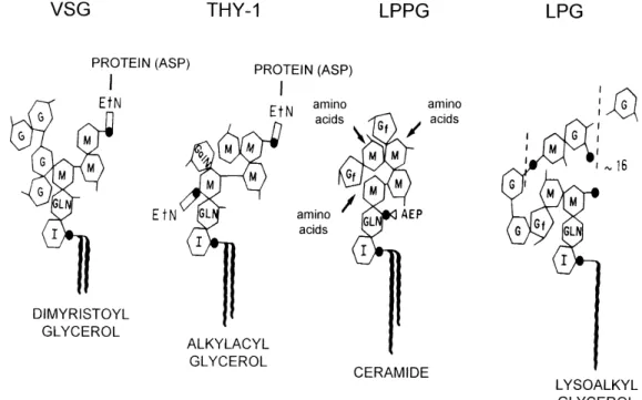 Figure shows the structure of LPPG as com- com-pared to glycophosphatidilinositol anchors (Cross 1990) and the lipophosphoglycan (LPG) from Leishmania donovani (Turco et al