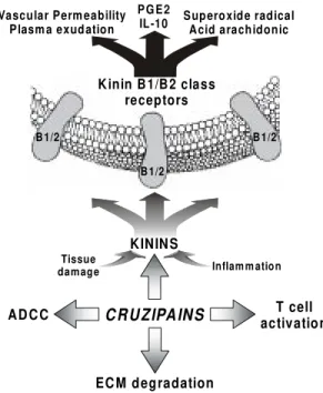 Fig. 1: mechanisms of cruzipain-induced immunopathology - -The illustration depicts the multifunctional roles that  cruzipain-isoforms may play when tissues are exposed to parasites which were prematurely released from dead target cells