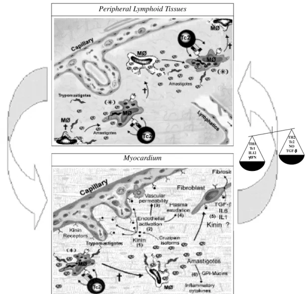 Fig. 2: role of abortive cycles of amastigote replication in the immunopathology of Chagas disease