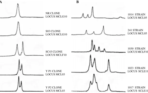 Fig. 1- A: electrofluorogram of microsatellite alleles of Trypanosoma cruzi clones showing the amplification of one or two peaks;