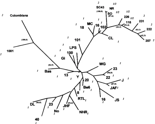 Fig. 2: unrooted Wagner network of 39 Trypanosoma cruzi strains and clones based on the amplification of eight polymorphic loci with (CA)n repeats