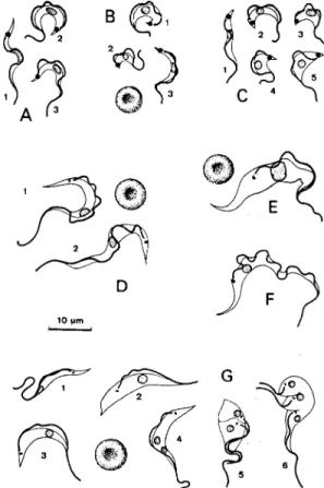 Fig. 1 - A, B, and C: Trypanosoma cruzi, Y, FL and CL strains, respectively, forms from the blood of experimentally infected mice