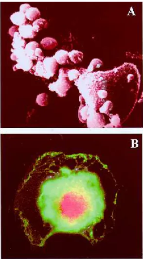 Fig. 1: neuronal sensitization by Trypanosoma cruzi antigens induces cell destruction by anti-parasite immune response